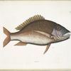 Anthea, The Mutton-Fish.