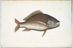 Anthea, The Mutton-Fish.