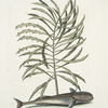 Phylanthos &c.; Remora, The Sucking-Fish.