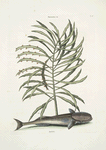 Phylanthos &c.; Remora, The Sucking-Fish.