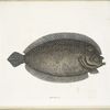 Solea lunata &c., The Sole.