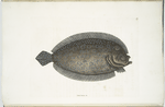Solea lunata &c., The Sole.