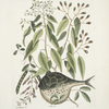 Cornus &c.; An Phaseolus &c.; Orbis lævis variegatus, The Globe-Fish.