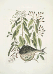Cornus &c.; An Phaseolus &c.; Orbis lævis variegatus, The Globe-Fish.