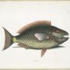Psittacus &c., The Parrot-Fish.