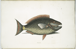 Psittacus &c., The Parrot-Fish.