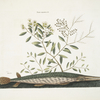 Frutex aquaticus &c.; Acus &c.,The green Gar-Fish.