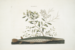 Frutex aquaticus &c.; Acus &c.,The green Gar-Fish.