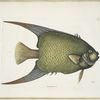 An Acarauna &c., The Angel-Fish.