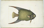 An Acarauna &c., The Angel-Fish.