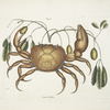 Tapia &c.; Cancer terrestris, The Land-Crab.