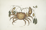 Tapia &c.; Cancer terrestris, The Land-Crab.