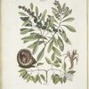 Manghala &c.; Frutex &c.; Cancellus terrestris Bahamensis, The Hermit-Crab (fig. 1.shews the animal in the shell; fig. 2. shews the animal out of the shell).