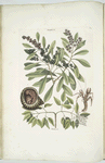 Manghala &c.; Frutex &c.; Cancellus terrestris Bahamensis, The Hermit-Crab (fig. 1.shews the animal in the shell; fig. 2. shews the animal out of the shell).