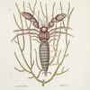 Cancellus maximus, The Sea Hermit-Crab; Lithophyton &c.