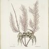 Cancer arenarius, The Sand-Crab; Lithophyton &c.