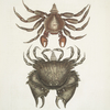 Pagurus Maculatus, The res mottled Rosk-Crab; Cancer chelis crassissimis, The rough-shell'd Crab.