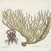 Cancer Chelis Rubris, The res-claw Crab; Titanokeratophyton &c.