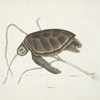 Testudo marina viridis, The Green-Turtle.