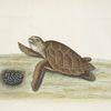 Testudo Caretta, The Hawks-bill-Turtle.