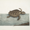 Testudo &c.; The Loggerhead-Turtle.