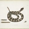 Vipera caudisona, The Rattle-Snake; The Section of a Rattle; A Rattle of Twenty-four joynts; A Tooth.