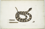 Vipera caudisona, The Rattle-Snake; The Section of a Rattle; A Rattle of Twenty-four joynts; A Tooth.