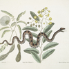 Acacia &c., Frutor [Frutex] foliis oblongis &c.; Vipera caudisona minor, The Small Rattle-Snake.