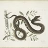 Frutex &c.; Vipera Aquatica,The Water-Viper.