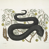 Arbor Foliis &c.;  Vipera Nigra &c., The Black-Viper.