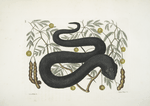Arbor Foliis &c.;  Vipera Nigra &c., The Black-Viper.