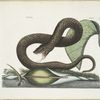 Vipera Fusca, The Brown-Viper; Arum &c.