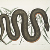An Recinoides &c., The Ilathera Bark; Anguis &c.; The Copper-belly Snake.