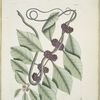 Frutex &c.; Anguis gracilis cæruleo-viridis, The blueish-green Snake.