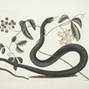 Frutex &c.; Anguis &c., The Black-Snake.
