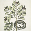 Calyculato &c., Winter's Bark; Anguis gracilis fuscus, The Ribbon-Snake.