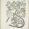 Pseudo-Santalum croceum, Brasiletto; Flos Passionis &c.; Anguis gracilis maculatus, The Spotted Ribbon-Snake.