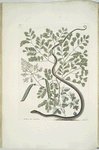 Pseudo-Santalum croceum, Brasiletto; Flos Passionis &c.; Anguis gracilis maculatus, The Spotted Ribbon-Snake.