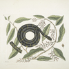 Frutex &c.; Anguis annulatus &c., The Chain-Snake.