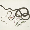 Lychnis &c.; Anguis flagelli formis,The Coach-whip Snake.