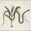 Viscum &c.; Anguis &c., The Corn-Snake.