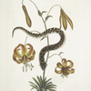 Anguis capite viperino, The Hog-nose Snake; Lilium &c.