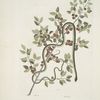 Anguis viridis, The Green-Snake; Cassena &c.