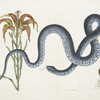 Lilium &c., The Red Lily; Anguis &c., The Wampum-Snake.