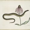 Cæcilia Maculata, The Glass-Snake; Chrysanthemum.