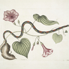 Convolvulus &c., The Virginian Potato; Anguis &c., The Bead-Snake.