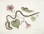 Convolvulus &c., The Virginian Potato; Anguis &c., The Bead-Snake.