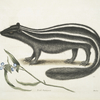 Pseudo-Phalangium ramosum; Putorius, The Pol-Cat.