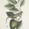 Lacertus Indicus, The Guana; Anona.