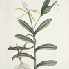 Lacertus griseus, The Lion-Lizard; Viscum.